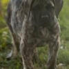 Mastiff female available