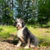 DNA tested Amazing Hidden Merle Tri Color Bernedoodle female