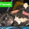 **Bugg( Boston terrier/pug) puppies**