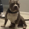 OPEN FOR STUD. AMERICAN BULLY