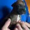 Boxer Puppies for sale to their forever home 