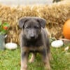 AKC German Shepherd male and female puppies in Indiana READY 10/5