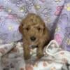 Mini labradoodles pups