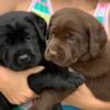 AKC lab puppies,  NE Ohio