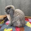 Brood Holland Lop Does - Blue tort and Black