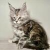 Maine coon kittens available 