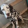 AKC Dalmatian