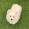 Min American Eskimo puppy male