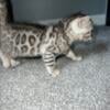 Silvers and snow lynx bengals looking for forever home