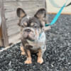 Big Rope Merle Full Fluffy Frenchie (Female)