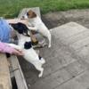 2 female jack russel pups