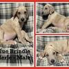 AKC Great Danes