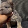 Small Adorable French Bulldog Puppies