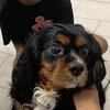 Charming Cavalier male for temp fostering