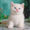 Super cute and sweet kitten