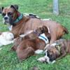 AKC boxers makes good cuddlers