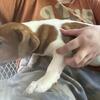 Beautiful Jack Russell CKC Puppies
