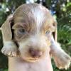 Ckc Miniature Dachshund Puppy!