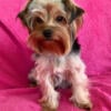 Adorable Adult Female Yorkie - SueSue