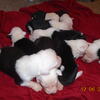 AKC OLD ENGLISH SHEEPDOG PUPPIES
