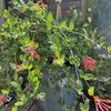 Native Coral Honeysuckle Plants