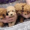 Toy poodles, AKC , shades of red litter, M & F