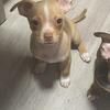 Chihuahua puppy