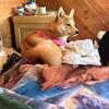 8 month old Shiba Inu female