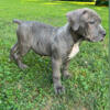 Gorgeous Cane Corso Female Puppy