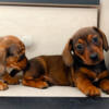 Miniature dachshund puppies smooth coated