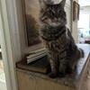 Male Maine coon cat for adoption