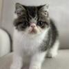 Adorable Brown Classic Tabby and White Exotic Shorthair Boy Available!