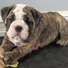 AKC English Bulldog. (Available Now)