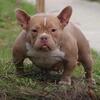 American bully female