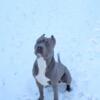 XL American Bully for stud