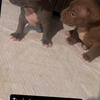 Merle bully pups 