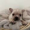 French bulldog pups kid tested mother approved