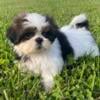 Shihtzu, Renard 