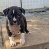 Jet Classic Black American Bully Female