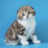 NEW Elite Scottish fold kitten from Europe with excellent pedigree, female. Svitozara