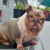 English bulldog
