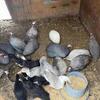 Guinea hens
