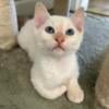 Red point flame point Siamese kittens white kittens