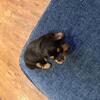 🐾 Silky Terrier Puppies – Ready by Valentine’s Day 💕