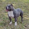 American Bully Puppies for sale