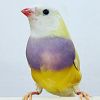 Gouldian Finches