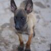 Malinois Puppies (AKC)