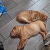 Shar pei puppies