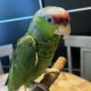 Amazon Parrot Tame 