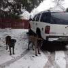 Akc Mastiff for Stud Service $500